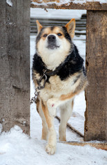 Portrait of a black dog sitting on a chain