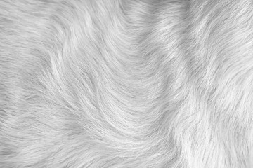 Cat fur gray texture seamless patterns abstract , animal skin light bright short smooth background