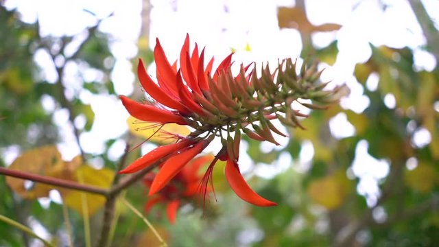Close-up Red Bottlebrush Plant in garden, tropical red flower, macro