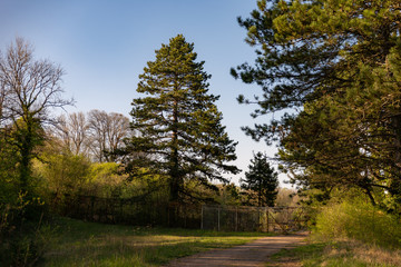Sapin majestueux au bord d'un chemin forestier