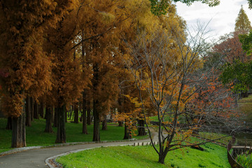 メタセコイアのある秋の公園
