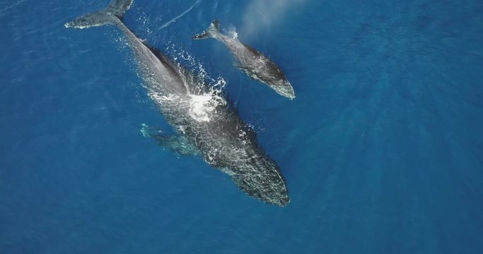 Aerial view of a mother humpback whale and her calf swimming together in clear blue ocean water, humpback whale spouting water, two humpback whales swimming