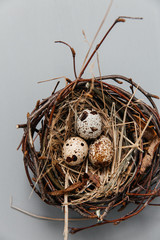 Naklejka na ściany i meble Easter eggs in a nest with willow twigs on a gray background. Chicken and quail eggs Catholic and Orthodox holiday