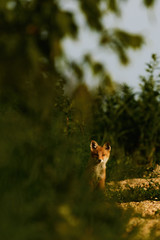 Red fox cub Vulpes Vulpes