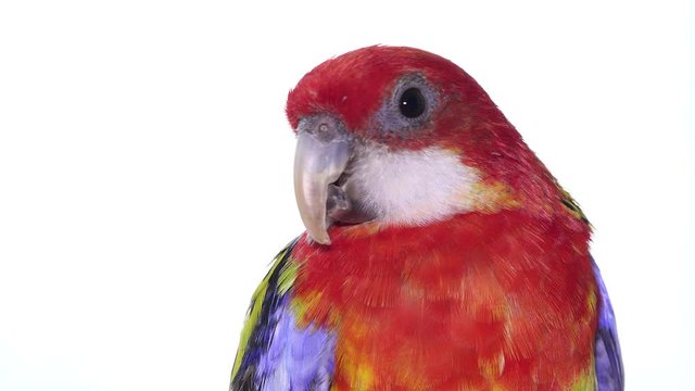 Rosella Parrot Bird, Australian Birds in Captivity. Friendly Pet in White Background.