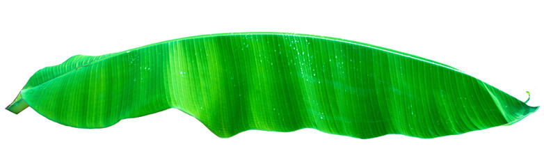Banana leaf three banana leaves completely separated from the white background