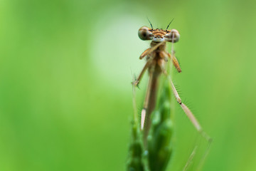 Marco photo of a dragonfly