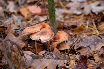 Wild forest mushrooms honey agarics in the forest among red an yellow leaves..