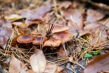 Wild forest mushrooms honey agarics in the forest among red an yellow leaves..