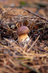 Imleria badia or Boletus badius commonly known as the bay bolete growing in pine tree forest..