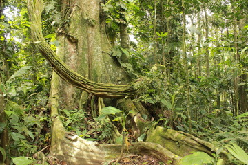 Naklejka premium Forest interior, Venezuela. Tree trunks carry nutrients between the forest floor and the canopy. View of tropical jungle with tallest tree and buttressed roots in the Henri Pittier National Park 