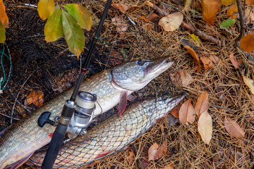 Freshwater pike fish. Big freshwater pike fish lies on keep net with fishery catch in it and...