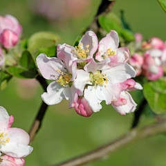 Blühender Apfelbaum, Malus, im Frühling