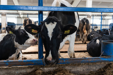 Cows in a farm. Dairy cows