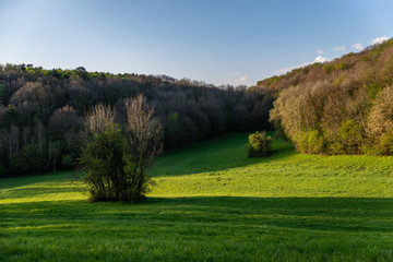 Prairie verte au printemps au bord d'une forêt avec une lumière rasante et un bosquet