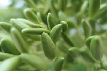 Closeup of a Green Plant