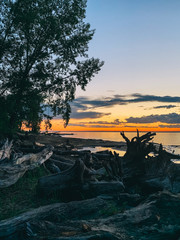 Shore at sunset, beached trees