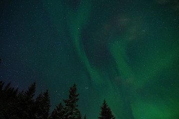 Northern lights photography shoot in northern Norway. Green and blue waves in sky, fir trees in bottom part.