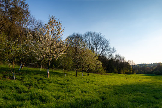 Prairie au bord d'une forêt avec un verger de mirabellier sous un soleil couchant