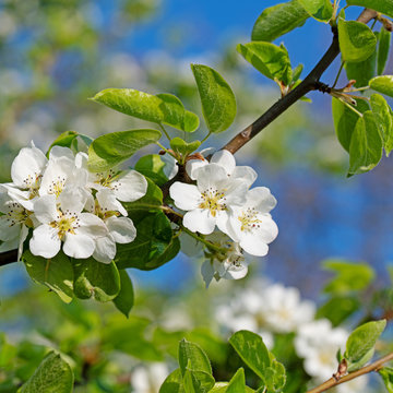 Bl&uuml;hende Birne, Pyrus, im Fr&uuml;hling