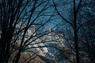 Looking at mountains through tree branches