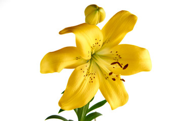 Obraz premium Beautiful Lily flowers isolated on white background