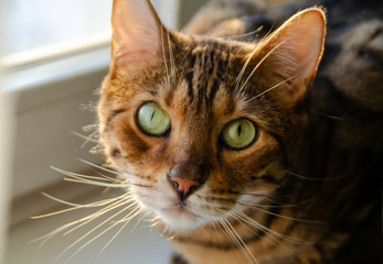 cat with green eyes