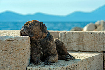 Bullmastiff am Meer