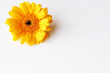 Beautiful yellow gerbera flower on the white background . The concept of summer, spring, holiday on March 8, mother's day.