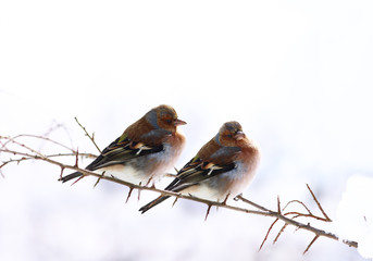 A pair of finches on a snow-covered branch. Winter...