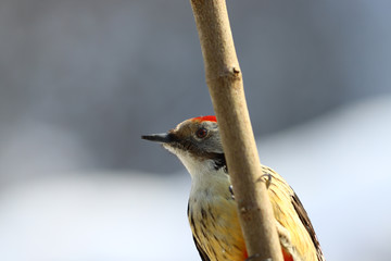 A mottled woodpecker looks out from behind a branch...