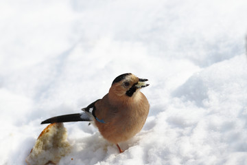 Jay on a snow covered field near a piece of bread and with a beak full of bread