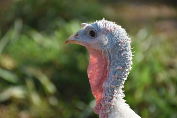 traditional farm of turkey chicken,turkey chicken eating the food,the head cock