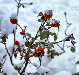 red rose hips under the snow in a garden