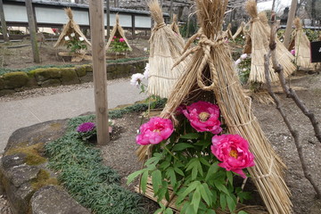 Fototapeta na wymiar Winter Peony Garden Japan