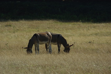 Two donkeys grazing on the Passo San Leonardo plateau, Abruzzo, Italy
