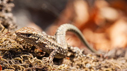 harmonious lizard on brown moss.