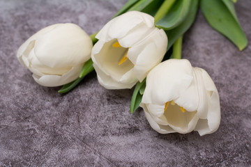 Fototapeta na wymiar white tulips on a gray background 