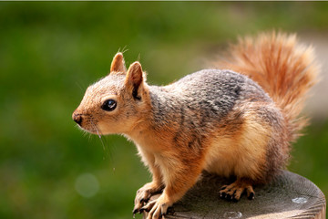 Naklejka na ściany i meble warm blooded squirrel posing in the park.