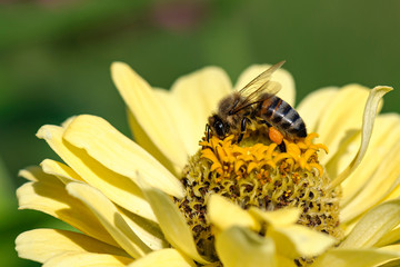 bee collecting honey from yellow flower .