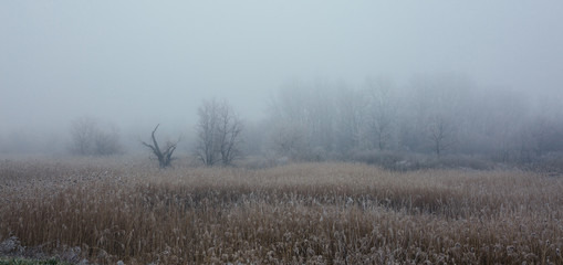 cold misty and foggy forest landscape