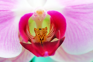 Phalaenopsis flowers in the garden