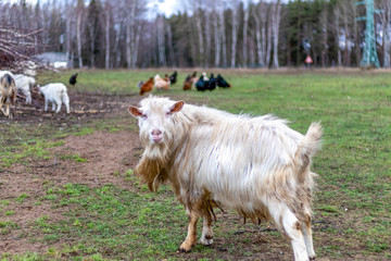 The domestic male goat called buck or billy on the green agricultural field in european rural countryside
