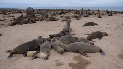 Sea lion colony at the coast of Cape Cross Seal Reserve