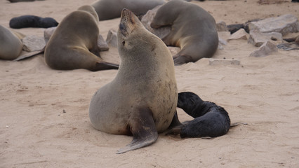 Sea lion feeding her pup