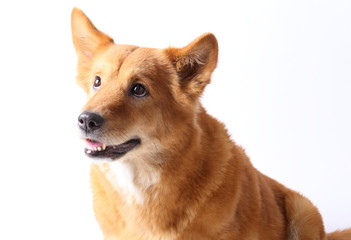 Corgi dog in studio on the white background