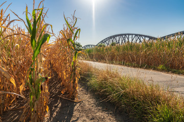 View at a dried out cornfield after a heatwave and weeks without rain with a train bridge in the...