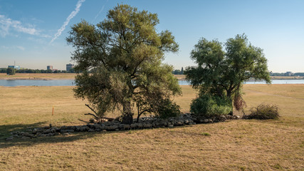 A flock of sheep hiding from the heat in the shadow of some trees, seen at the shore of the River Rhine in Duisburg, North Rhine-Westfalia, Germany