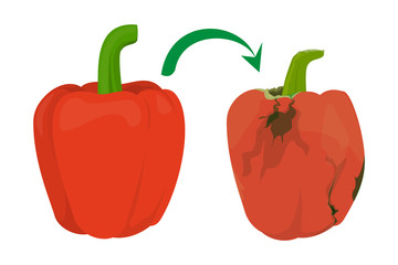 Red shiny bell pepper become rotten vector isolated.