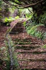 stairs in the forest poster